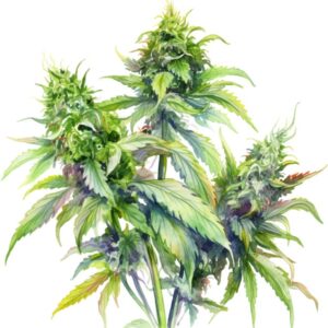 Heat transfers Iron on stickers Weeds 420 Cannabis happy plant 315 for Tshirts Iron on Decal Patches Stickers Clothes Hat Pillows DIY Crafts