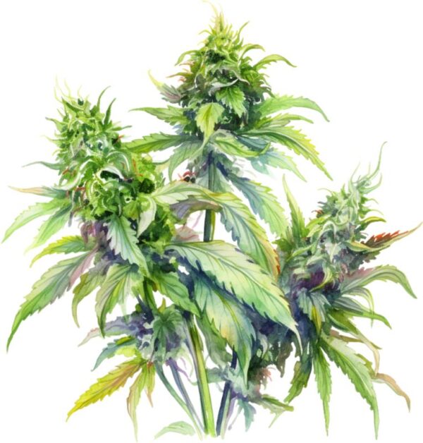 Heat transfers Iron on stickers Weeds 420 Cannabis happy plant 315 for Tshirts Iron on Decal Patches Stickers Clothes Hat Pillows DIY Crafts