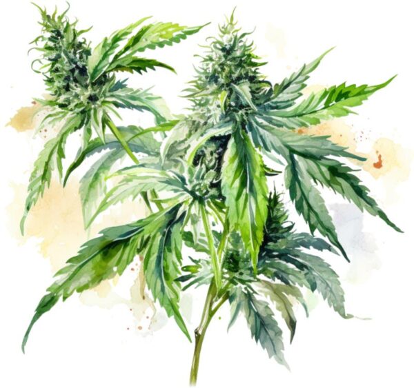 Heat transfers Iron on stickers Weeds 420 Cannabis happy plant 327 for Tshirts Iron on Decal Patches Stickers Clothes Hat Pillows DIY Crafts
