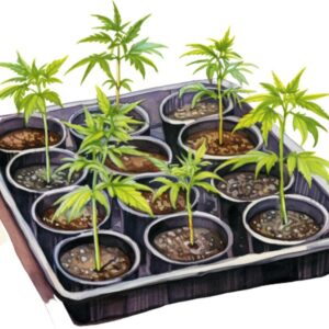 Heat transfers Iron on stickers Weeds 420 Cannabis happy plant 416 for Tshirts Iron on Decal Patches Stickers Clothes Hat Pillows DIY Crafts