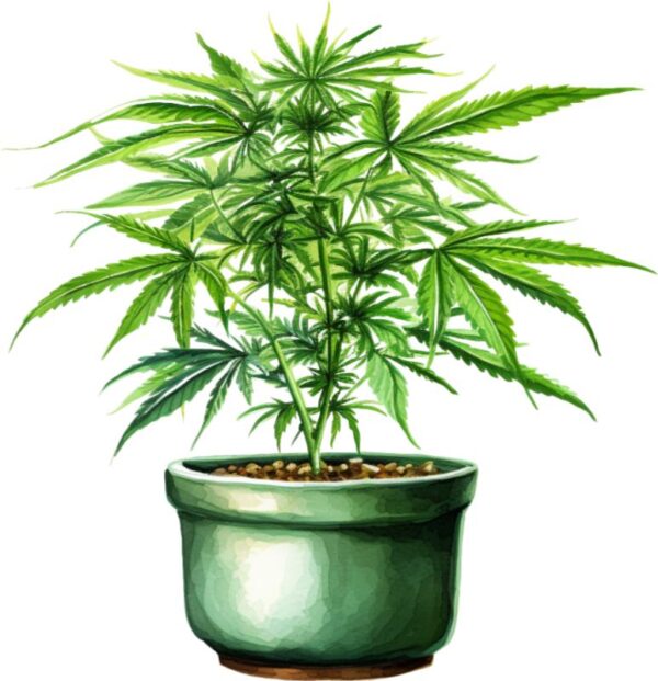 Heat transfers Iron on stickers Weeds 420 Cannabis happy plant 430 for Tshirts Iron on Decal Patches Stickers Clothes Hat Pillows DIY Crafts