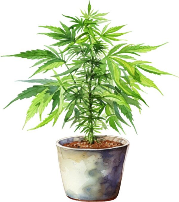 Heat transfers Iron on stickers Weeds 420 Cannabis happy plant 445 for Tshirts Iron on Decal Patches Stickers Clothes Hat Pillows DIY Crafts