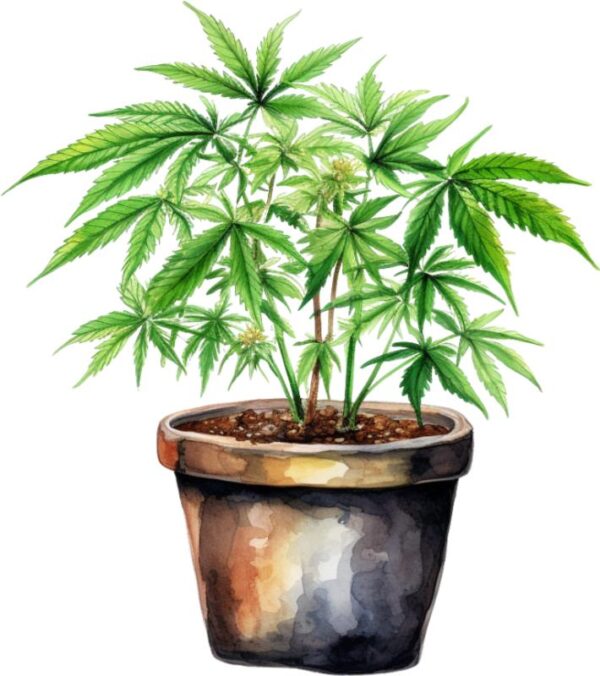 Heat transfers Iron on stickers Weeds 420 Cannabis happy plant 452 for Tshirts Iron on Decal Patches Stickers Clothes Hat Pillows DIY Crafts