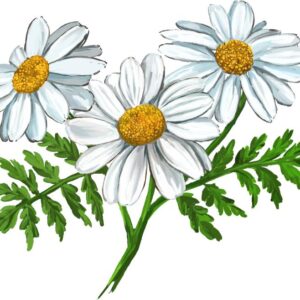 Heat transfers Iron on stickers  flower 324 for Tshirts Iron on Decal Patches Stickers Clothes Hat Pillows DIY Crafts