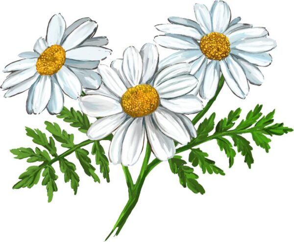 Heat transfers Iron on stickers  flower 324 for Tshirts Iron on Decal Patches Stickers Clothes Hat Pillows DIY Crafts