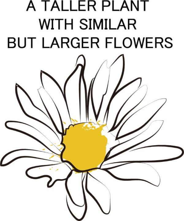 Heat transfers Iron on stickers  flower 330 for Tshirts Iron on Decal Patches Stickers Clothes Hat Pillows DIY Crafts